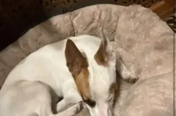Lost male dog, U.S. 18, 47872, Canton — energetic Jack Russell - photo