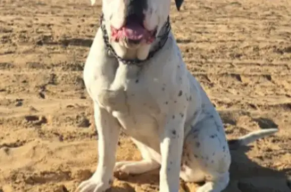 Missing dog Atlanta, photo: Lost female dog, Tell Road, Fairburn, Atlanta — white with black spots