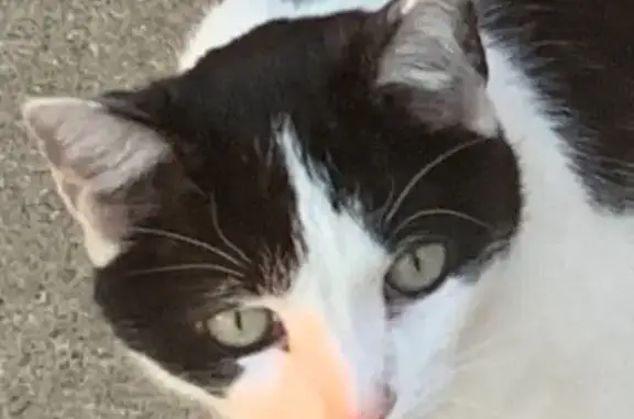 Lost cat, North Main Street, Williamsburg — male, three-legged tuxedo cat - photo
