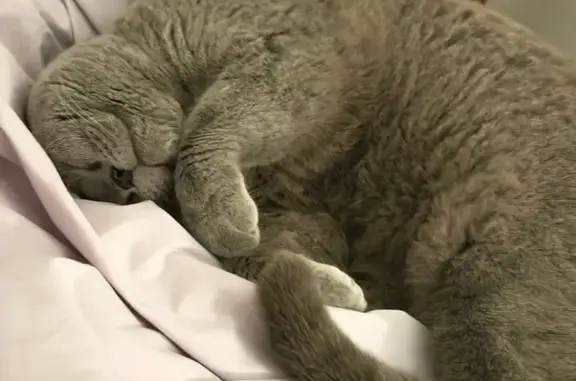 Lost male cat, Wyndham City, Victoria, Melbourne — loud and talkative - photo