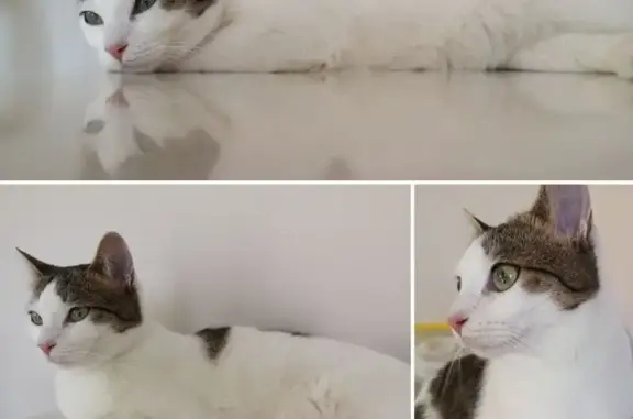 Lost female cat, Bramley Road, 65, Ealing — short half tail - photo