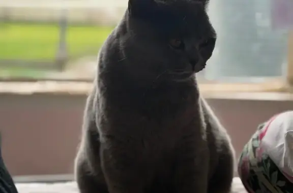 Lost pets Melbourne, photo: Lost cat, Russell Street, 326, Melbourne — female, escaped through a window