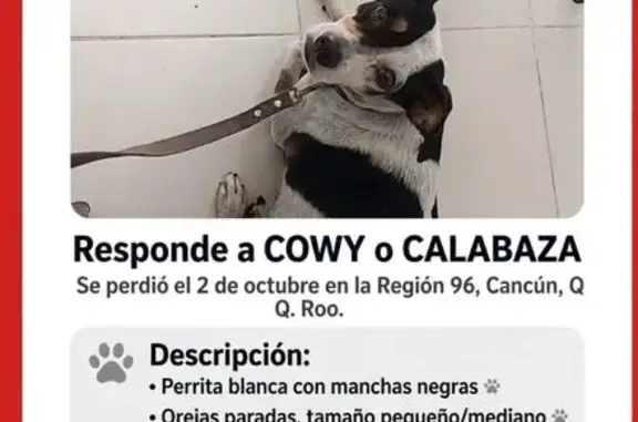 Perdido perro hembra, Calle 16, 1426, Cancún, Cancun — blanca con manchas negras - photo