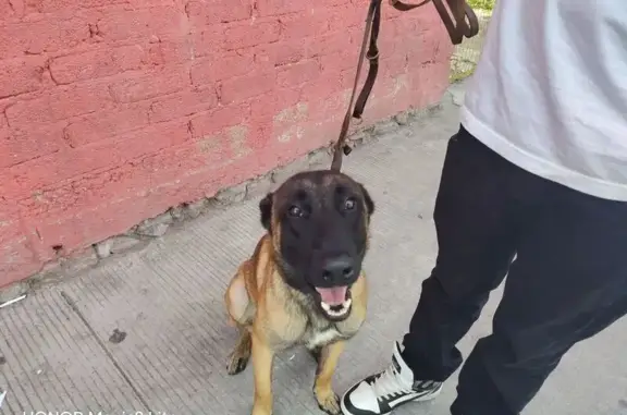 Perro perdido, Calle San Ignacio, 76, Mexico City — pastor belga malinois de cara negra - photo