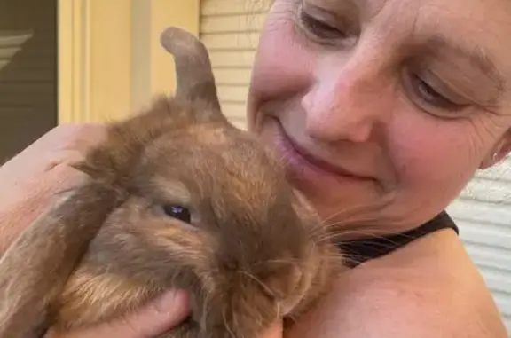 Lost pets Strathfield, photo: Lost rabbit, female, The Promenade, 1, Tea Tree Gully, Strathfield — brown