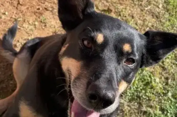 Lost dog, female, Sobraon Street, 140, Greater Shepparton, Shepparton – black Kelpie with tan and white markings - photo