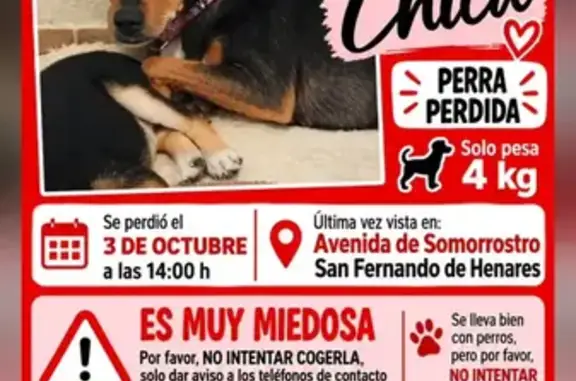 Perro perdido, Polígono UZP0202 Los Cerros, 367, San Fernando de Henares — hembra asustadiza - photo