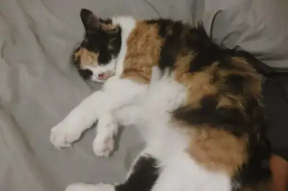 Lost cat, Branxton, New South Wales, Sydney — large female cat with mixed orange, white and black colouring - photo