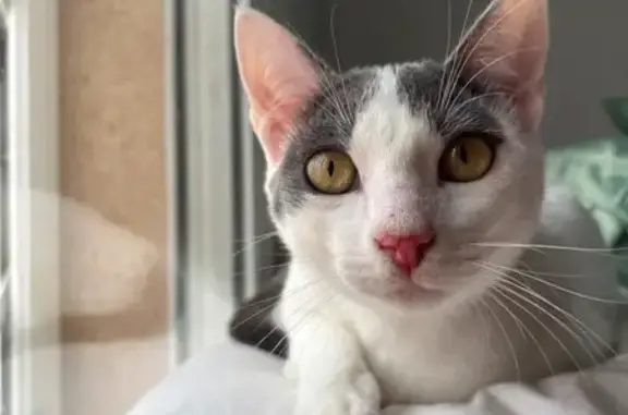 Gato perdido, Calle Río Segre, 8, Torre-Pacheco, Murcia — cola gris y pata izquierda gris - photo
