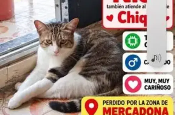 Gato perdido, Carrer Doctor Marañón, 28, Paiporta, Pozuelo de Alarcon — responde a Chiqui y Nico - photo