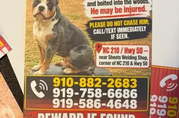 Lost male dog, NC 210, McGee Crossroads, Angier — merle coat and cropped ears - photo