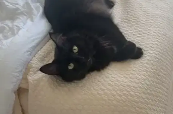 Long hair black indoor cat got out of the house around 10pm on October 3rd