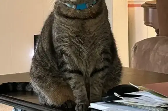 Lost cat, Houston Ridge Road, 8521, Charlotte, Hickory Hills — male tabby with green eyes - photo