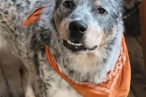 Missing dog Male, Newtown (usl548321) - photo