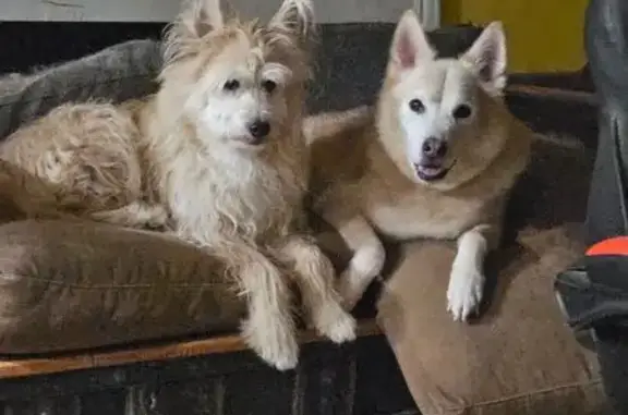 Missing dog Male, Newport News (usl548326) - photo