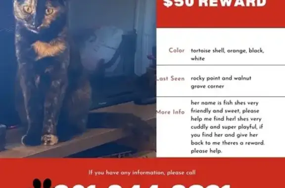 Lost female cat, Rocky Point Road, 144, Cordova, Memphis — orange, brown and black coat - photo