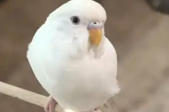 Lost bird, Leonard, Texas — female white parakeet escaped through the door - photo