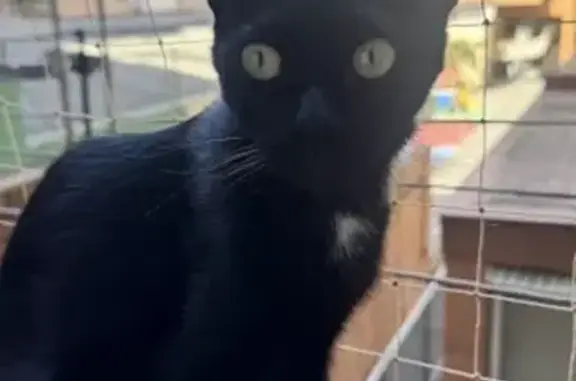Gato perdido macho, Carrer de l'Alcalde de Móstoles, 8, Barcelona, el Baix Guinardo — negro con mancha blanca en el pecho - photo