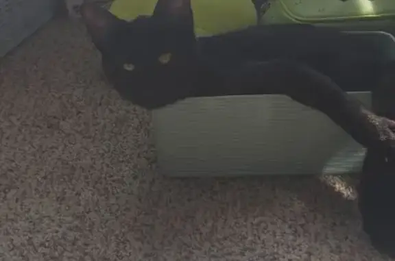 Lost cat, female, Swarr Run Road, 2014, Lancaster, Ashburn — all-black coat - photo