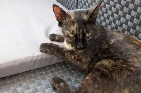Gato perdido, hembra, Calle Covadonga, Fuengirola — pequeña, delgada y de ojos amarillos - photo