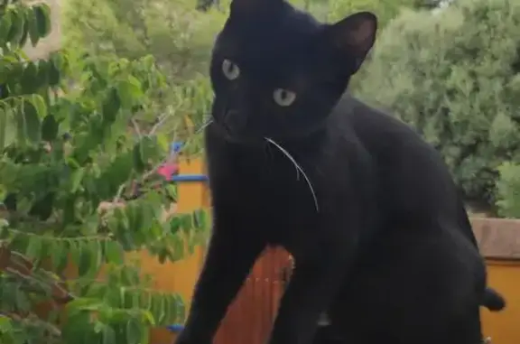Gato encontrado, Calle Topacio...
