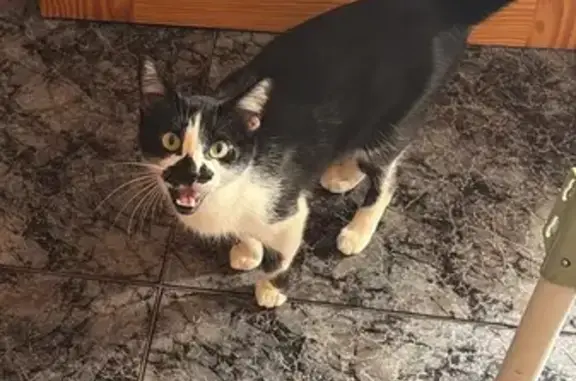 Gato perdido, hembra, Calle Pi...