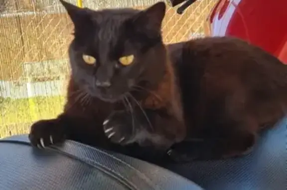 Gato perdido, hembra, Calle Gredos, 2, Moraleja de Enmedio, Fuenlabrada — responde a Trini - photo