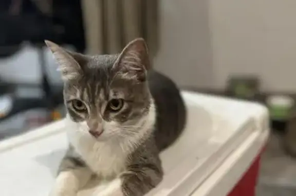 Gato perdido, hembra, San Santiago, 1309, San Nicolás de los Garza, Ciudad Apodaca — collar verde y ojos amarillos - photo
