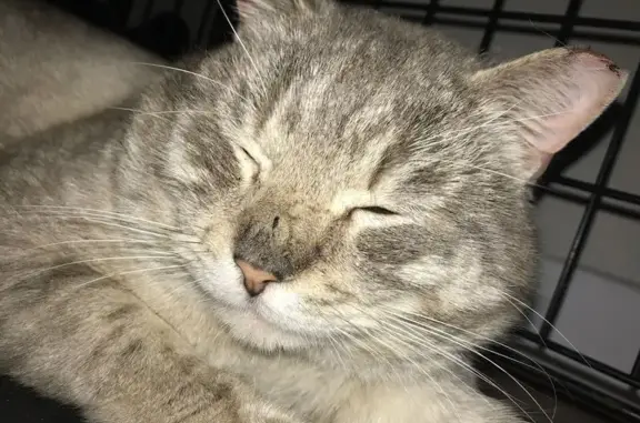 Lost cat, South Hawthorne Street, 844, Tacoma — male Siamese mix with blue eyes - photo