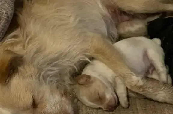 Perro perdido, hembra, Calle de Penélope, 4, Coín, Alhaurin el Grande — tamaño mediano - photo