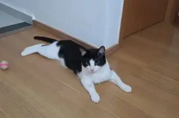 Gato perdido macho, Rua Corone...