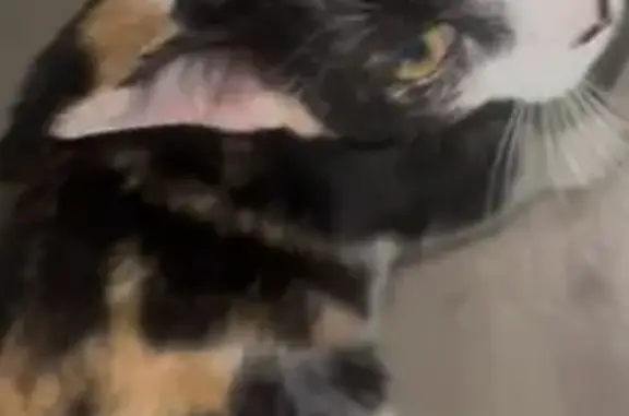 Lost cat, female, Bradford Drive, 3559, Beacon Square, Beacon Square — mostly white calico - photo