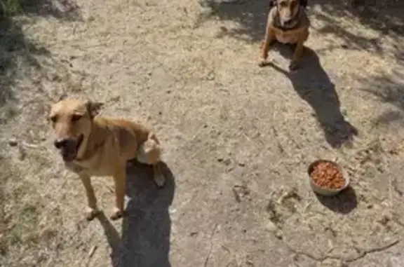 Perros de talla grande, color café ambos, responden al nombre de hanna y hitler,