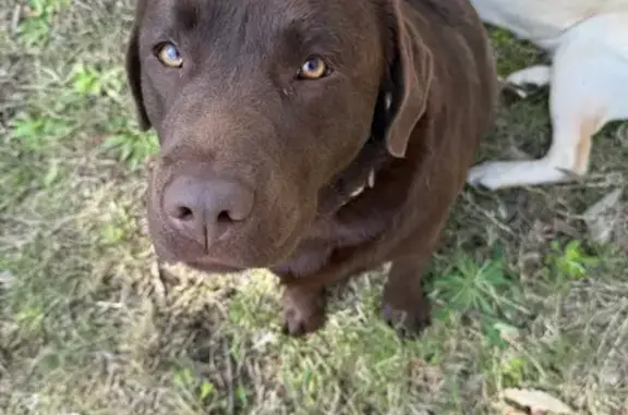 Lost pets Hornsby Shire, photo: Lost dog, female brown Labrador with red collar, Dilkera Road, Sydney, Hornsby Shire