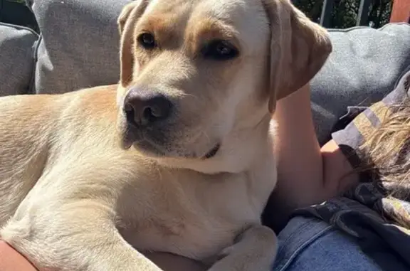 Lost pets Hornsby Shire, photo: Lost dog, Schwebel Lane, 10, The Hills Shire Council, Hornsby Shire — female Yellow Labrador
