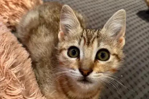 Gato perdido, Corvera de Astur...