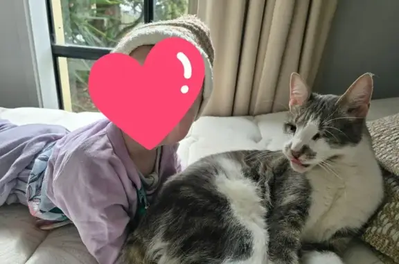 Lost male cat, Hawthorn Road, Mount Barker, Mount Barker — blind grey-and-white tabby - photo