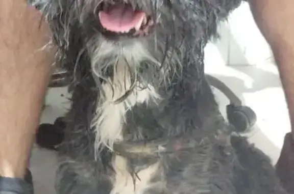 Cachorro encontrado, Parque Mi...