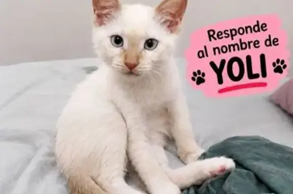 Gato perdido, Carrer del Farell, 1, Terrassa — blanco y con ojos celestes - photo