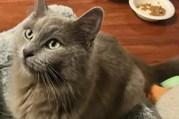 Found cat Strathfield, photo: Found cat, Courallie Avenue, 33, Strathfield — friendly female with green eyes