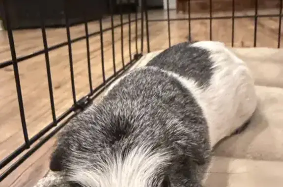 Lost and found pets Locust Valley, photo: Found Bird, Glen Cove, New York, Locust Valley — black and white guinea pig