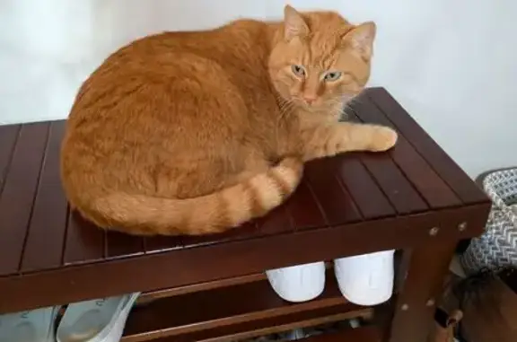 Lost male cat, Hunters Ridge, Saint Charles — orange coat and green eyes - photo