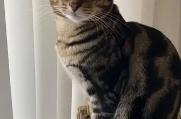 Lost male cat, Troubridge Approach, 19, Wanneroo, Yanchep — green eyes and skull-like tabby markings - photo