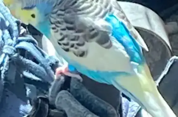 Lost and found pets Redmond, photo: Lost bird, 132nd Avenue Northeast, 11266, Redmond — female with yellow on her head