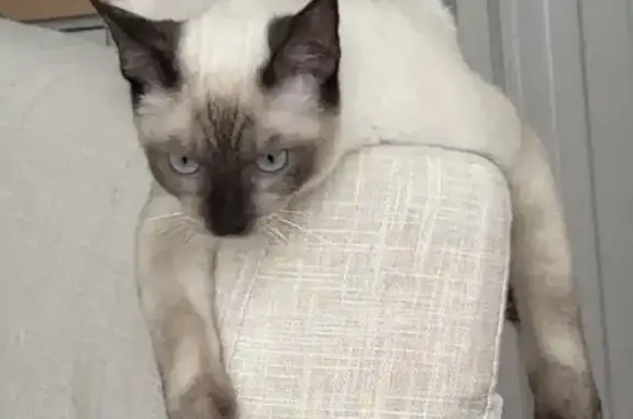 Lost cat, Whitley Avenue, 1825, Los Angeles — male Siamese - photo