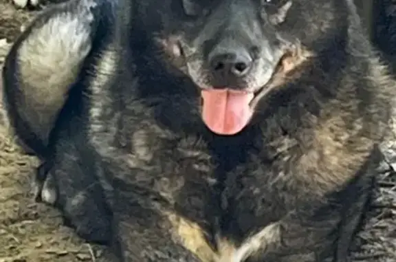 Lost dog, Ray, Ohio, Bridgeville — gray Norwegian Elkhound with a white chest tuft - photo