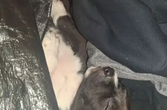 Lost male dog, East March Lane, 111, Stockton — blue-eyed puppy - photo