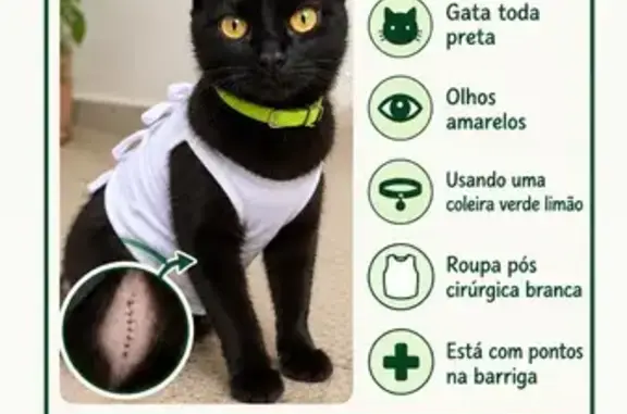 Gato perdido, Rua Jesus Jota,...