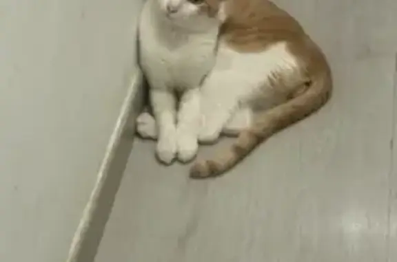 Gato perdido, macho, Avinguda de la Mare de Déu de Montserrat, 107, Barcelona, Horta-Guinardo — es bastante flaco - photo