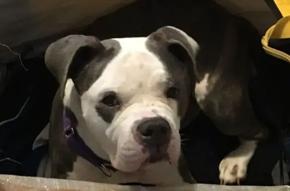 Lost and found pets Atlanta, photo: Lost dog, Chappell Road Northwest, 392, Atlanta — female with a purple collar